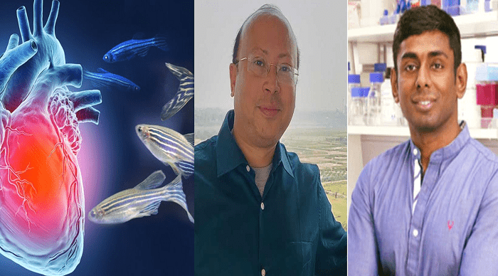 বাংলার ছোট্ট মাছই জানে হৃদযন্ত্র সারানোর জাদুমন্ত্র, দুই বাঙালি বিজ্ঞানী চমকে দিল বিশ্বকে