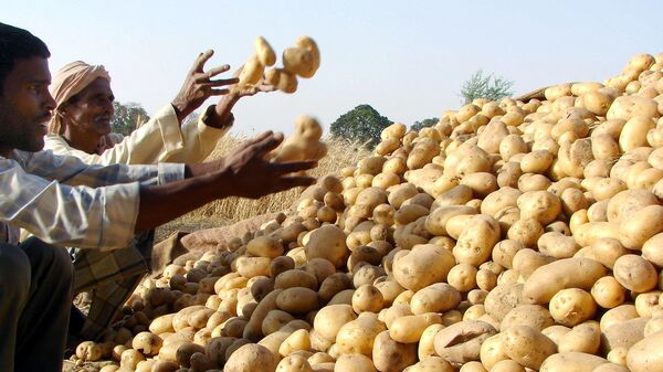 Potato price: এ বছর মিলছে না আলুর দাম, চাষের খরচ ওঠা নিয়ে চিন্তায় আলুচাষিরা