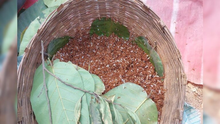 Local Food News: পিঁপড়ের ডিম একটি জনপ্রিয় খাবার, আজও হাটে এখানে বিক্রি হয়, খাদ্যগুণও নাকি অনেক