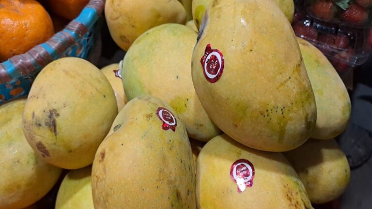 Mango Market Price | বসন্তেই বাজারে এল রসালো সুস্বাদু আম, ১ কেজির দাম জানেন? শুনলে হাত কাঁপবে