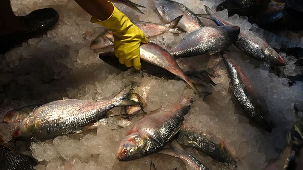 Hilsa fish price in Kolkata: পদ্মার ইলিশ কই? বাজারে হন্যে হয়ে খুঁজছে বাঙালি, উত্তর এল, হিমঘরে