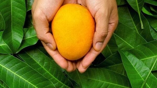 GI tag for Malda mangoes: জিআই ট্যাগ মালদার আমের, তালিকায় হিমসাগর থেকে লক্ষ্মণভোগ