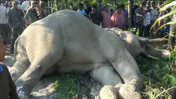 Elephant death: খাবারের খোঁজে বেরিয়ে শুঁড় তুলতেই বিদ্যুৎপৃষ্ট হয়ে মৃত্যু হল হাতির