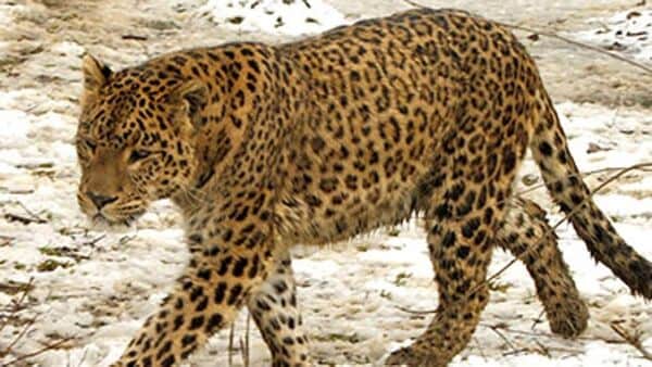 Leapard Attack: ডুয়ার্সে ফের চলন্ত মোটরসাইকেলে চিতাবাঘের হামলা, আহত কাকা ও ভাইপো