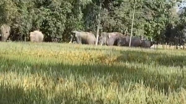 Elephant in Coochbehar: হাতিকে পেছনে রেখে সেলফি কোচবিহারে, দাপিয়ে বেড়াচ্ছে গজরাজ, দুজনের মৃত্য