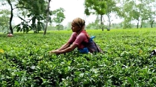 Tea Production: চা উৎপাদনে নিষিদ্ধ কীটনাশকের ব্যবহার, বাগানগুলিকে সতর্ক করল বোর্ড