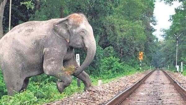 Elephant on rail line: রেল লাইন পার হচ্ছিল হাতি, দেখেই দূরে ট্রেন থামিয়ে প্রাণ বাঁচালেন চালক