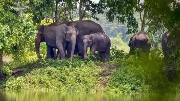 Elephant tracking: হাতির রিয়েল টাইম গতিবিধি জানতে ৩০টি AI ক্যামেরা বসাচ্ছে বন বিভাগ