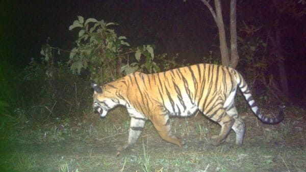 Tiger in locality: ফের কুলতলিতে বাঘের আতঙ্ক, বন কর্মীদের পাতা জাল ছিঁড়ে পালাল দক্ষিণরায়