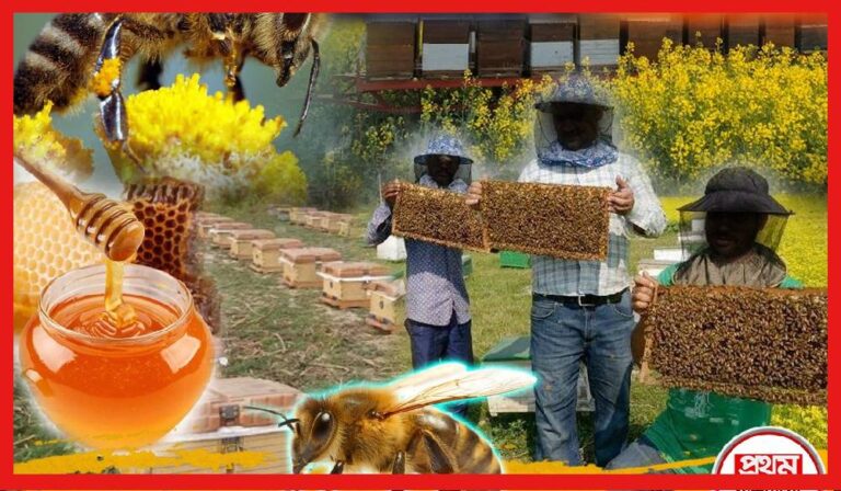 Beekeeping: মৌ চাষেই লক্ষীলাভ দুই বাংলার, লাখ লাখ টাকার হাতছানি, শখ ভুলে পেশায় ডুবে চাষীরা