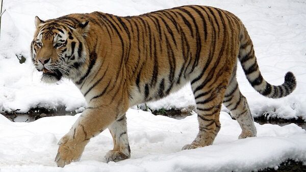 Siberian tigers in Darjeeling: শীতে দার্জিলিং চিড়িয়াখানায় দেখা মিলবে জোড়া সাইবেরিয়ান বাঘের