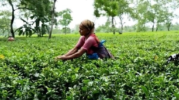 Darjeeling Tea: দার্জিলিং চা উৎপাদনে ভাটার টান, ৫০ বছরে এত কম উৎপাদন এই প্রথম