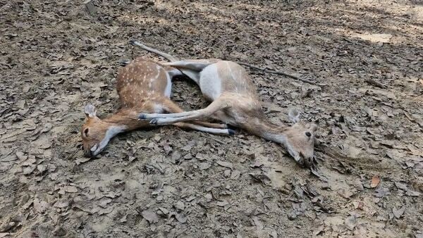 Deer death: চিকিৎসার অভাবে ডিয়ার পার্কে দুটি হরিণের মৃত্যু, মালদায় প্রশ্নের মুখে প্রশাসন