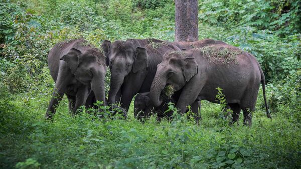 Elephant attack: হাতির তাণ্ডবে মাথায় হাত কৃষকদের, ক্ষতিগ্রস্ত বিঘার পর বিঘা আলুর জমি