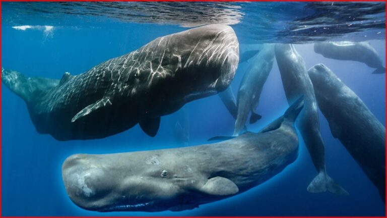 Sperm Whale: মানুষকে বোকা বানায় স্পার্ম তিমি, এত বুদ্ধি! কথা বলে সংকেতে