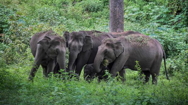 Elephant attack: বাড়ি ফেরার পথে শিক্ষককে পিষে মারল দাঁতালের দল, আতঙ্ক এলাকায়
