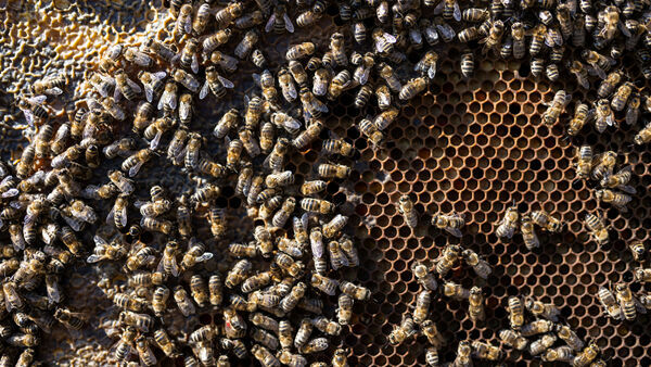 Bees death:‘হাজার হাজার মৌমাছি হত্যা করেছে আধিকারিক’, শাস্তির দাবিতে থানা ঘেরাও