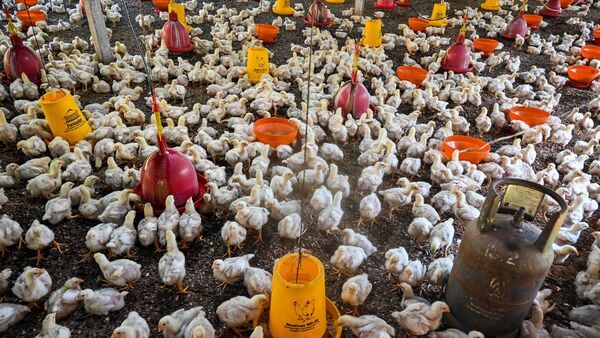 Fire in poultry farm: মাঝরাতে ভয়াবহ আগুন বাগদায়, ঝলসে গেল ১৩০০টি মুরগি!