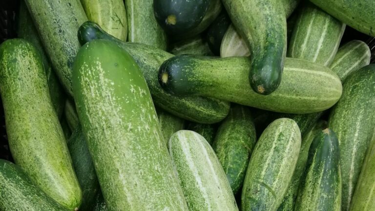 Cucumbers Skin Benefits: ত্বক ভালো রাখতে শশা ব্যবহার করুন, কিন্তু কীভাবে করবেন | Cucumbers Skin Benefits: ত্বকের জন্য শশা ভালো