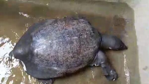 Turtle rescue: সিপিএমের প্রাক্তন বিধায়কের তৎপরতায় উদ্ধার বিরল প্রজাতির কচ্ছপ