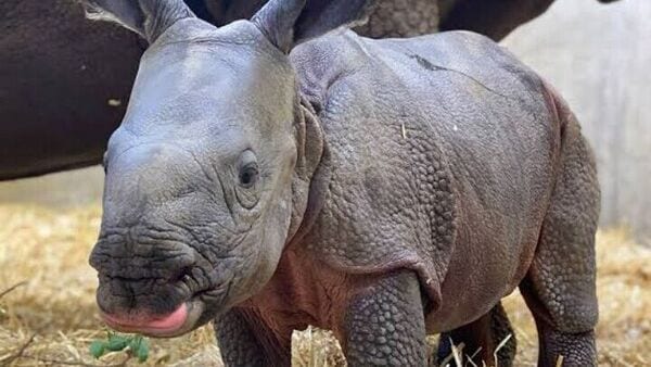 Rhino cub: পেটে কাদা ও বালি ঢোকার ফলে মৃত্যু হল নদী থেকে উদ্ধার হওয়া গন্ডার শাবকের