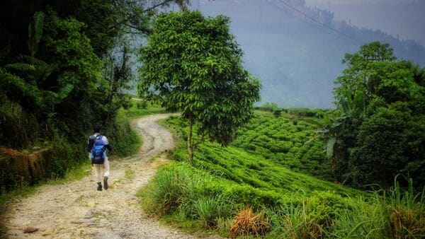 Darjeeling offbeat Pujo tour 2023: সবুজ চা বাগান,সারি সারি পাহাড়, যেন তুলি দিয়ে আঁকা দার্জিলিংয়ের এই নির্জন গ্রাম