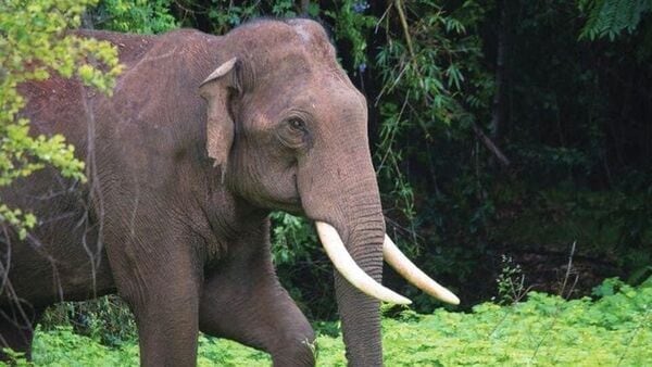 Elephant attack: পুরনো বন্দুক থেকে বের হল না গুলি, হাতির হানায় আলিপুরদুয়ারে প্রাণ গেল বন কর্মীর