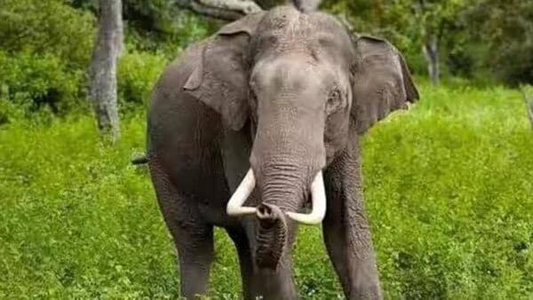 Elephant: টিম নিয়ে জঙ্গলে হামলা বহিরাগত হাতির, হার মেনে অভিমানে ডেরা ছাড়ল আবাসিক দাঁতাল
