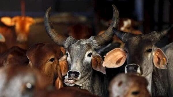 Cow Smuggling: গরু পাচার হচ্ছে কি না দেখতে হবে! জলপাইগুড়িতে ট্রেন থামিয়ে দিলেন গোরক্ষকরা