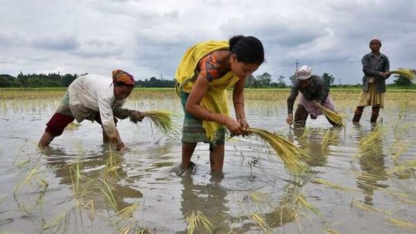 Monsoon in Bengal: বাংলার বর্ষার ধরণে ব্যাপক বদল, প্রভাব পড়তে পারে কৃষি ও অর্থনীতিতে: রিপোর্ট