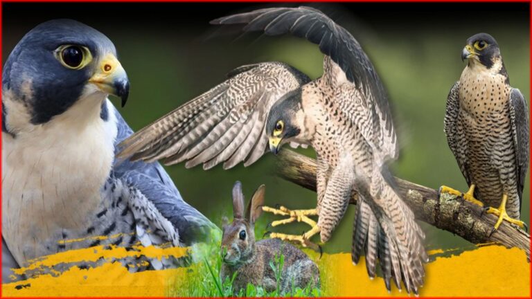 Peregrine falcon: পৃথিবীর সর্বোচ্চ গতির পাখি এটাই, রকেটের গতিতে ধরে শিকার! বাজপাখি চিতা তুচ্ছ